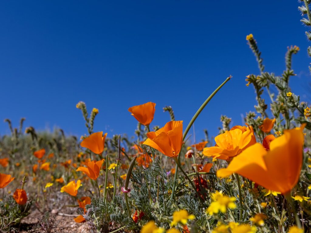 Bright golden poppy flowers in springtime