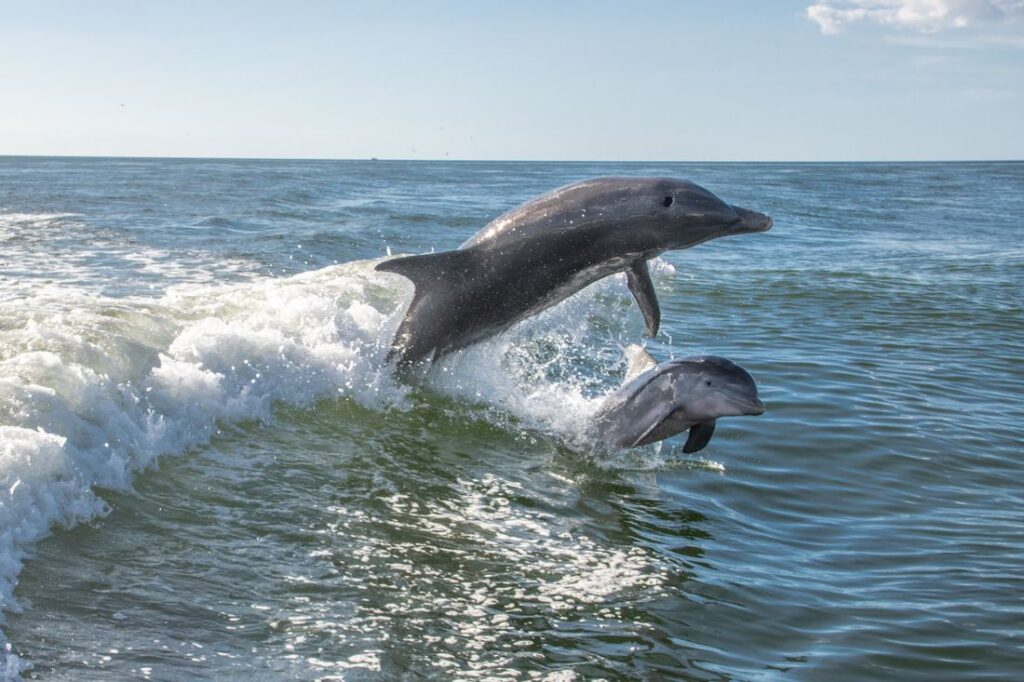 Dolphins jumping in the ocean