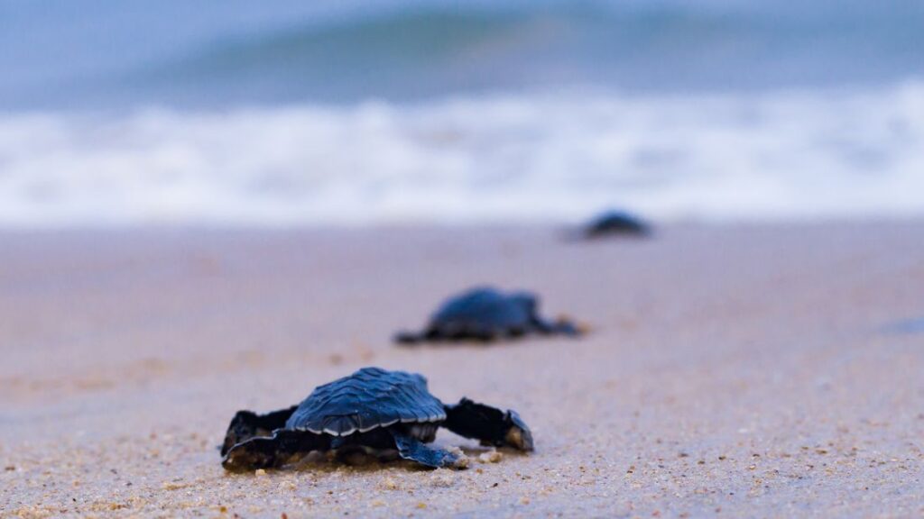 Baby turtle hatchlings making their way to the ocean