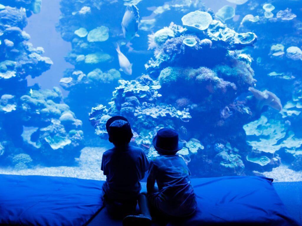 Two little boys looking at fish in an aquarium