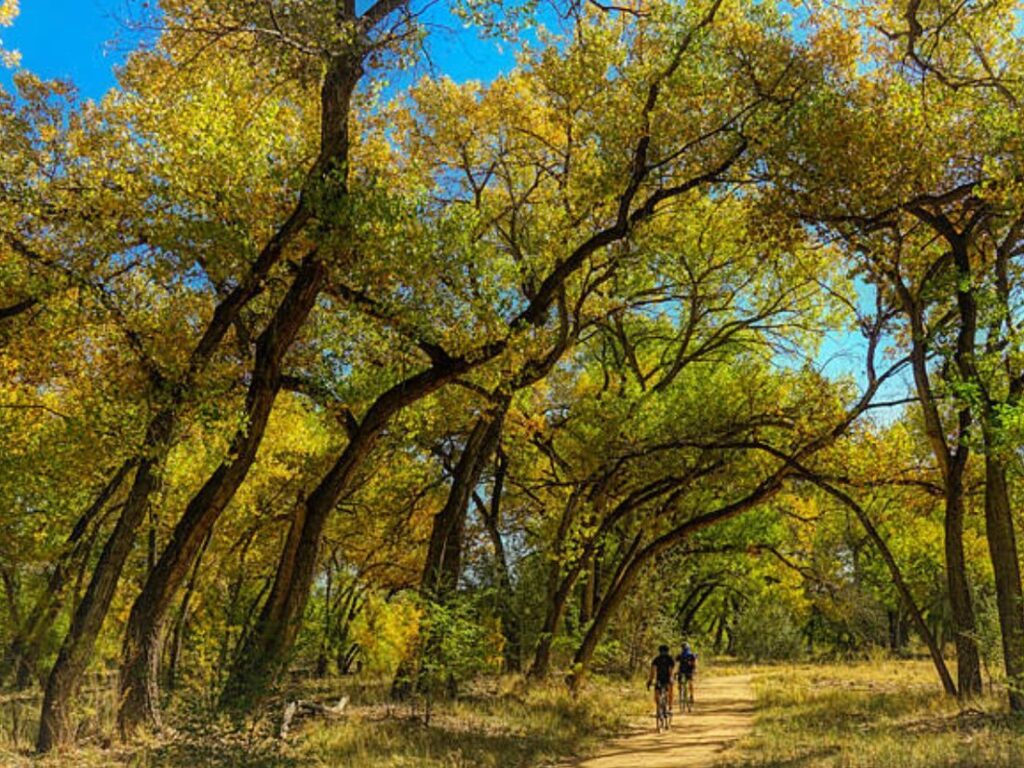 Mountain bikers on the Bosque Trail in Albuquerque