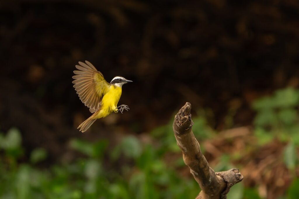 Great kiskadee in flight.