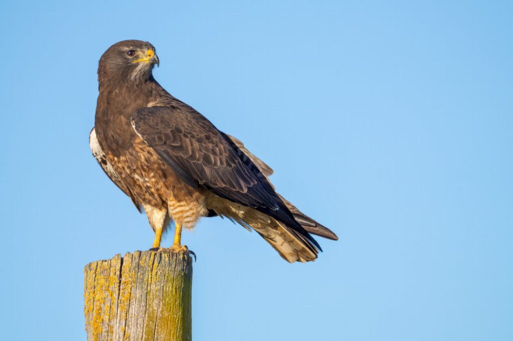 A Swainson's hawk perched on a post.