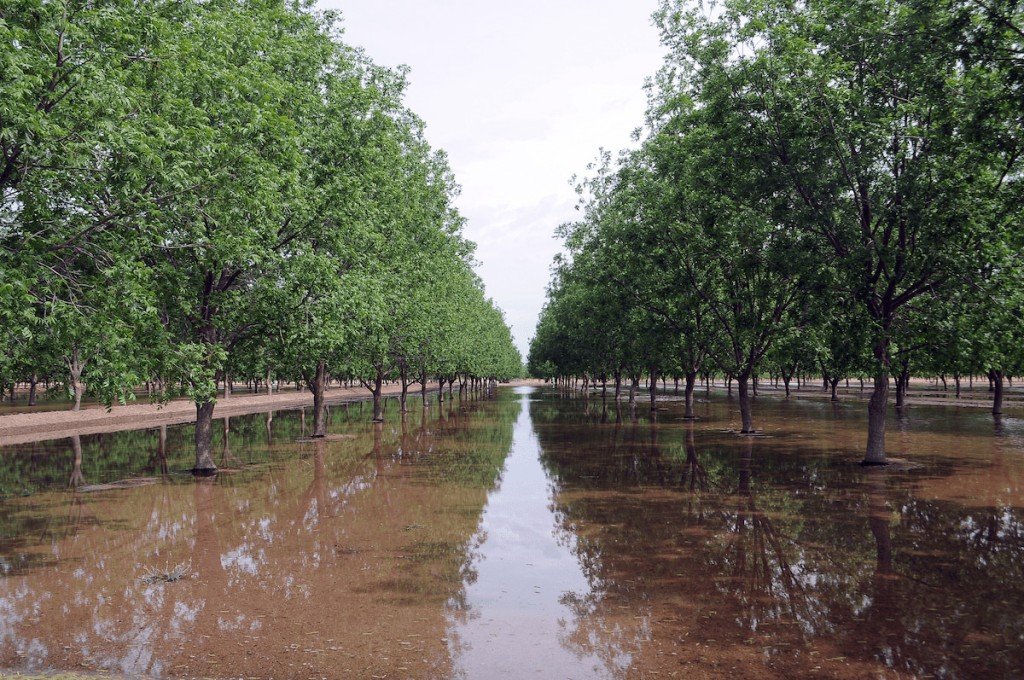 Pecan Orchards close to Rancho del Gallo Community